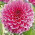 Dahlia Pompon Pink Runner x 1 1 .