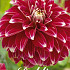 Dahlia Pompon Red Rock x 1 1 .