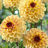 Dahlia Pompon Yellow Jill x 1 I .