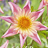 Dahlia Special Fancy Pants x 1 I .