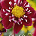 Dahlia Special Fantastico x 1 I .