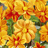 Dahlia Special G.F Hemerick x 1 I .