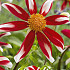 Dahlia Special Honka Red x 1 I .