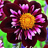 Dahlia Special Joyfull Investment  x 1 I .