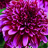 Dahlia Special Mambo x 1 I .