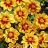 Dahlia Special Mignon Sunshine x 1 I .