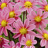 Dahlia Special Top mix Pink x1 I .