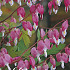 Dicentra Spectabillis 1 I .