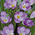 Freesia single Purple x 15 5/+