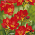 Freesia single Red x 15 5/+