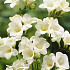 Freesia single White x 15 5/+