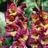 Gladiolus Breceria x10 12/14