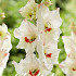 Gladiolus Candy Bar x10 12/14