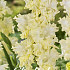 Gladiolus Lemon Frizzle x10 12/14