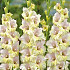 Gladiolus Mon Amour x 10 12/14