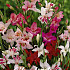 Gladiolus Nanus Mixed x 10 9/10