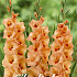 Gladiolus Peter Pears x 10 12/14