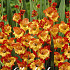 Gladiolus Princess margaret rose x 10 12/14