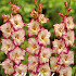 Gladiolus Priscilla x 10 12/14