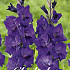 Gladiolus Purple Flora x10 12/14