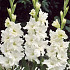 Gladiolus Snowy Frizzle x10 12/14