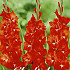 Gladiolus Traderhorn x 10 12/14