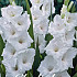 Gladiolus White Glory x 10 12/14