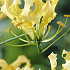 Gloriosa Lutea x 1 12/15