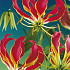 Gloriosa Rotschildiana x 1 12/15