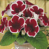 Gloxinia Kaiser Friedrich x 1 5/6