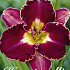 Hemerocallis David Kirchoff 1 I .