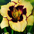 Hemerocallis Sabine Baur 1 I .