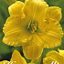 Hemerocallis Stella d'Or 1 I .