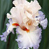 Iris Germanica Burmese Dawn x1 I