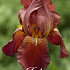 Iris Germanica Caldron x1 I