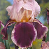 Iris Germanica Christmas Carol x1 I