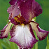 Iris Germanica Crinoline x1 I