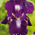 Iris Germanica Exotic Star x1 I