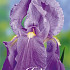 Iris Germanica Florentina x1 I