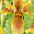 Iris Germanica Golden Muffin x1 I