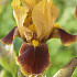 Iris Germanica Hissy Fit x1 I