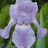 Iris Germanica Jane Philips x1 I