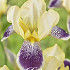 Iris Germanica Nibelungen x1 I