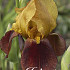 Iris Germanica Red Red Wine x1 I