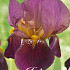 Iris Germanica Senlac x1 I