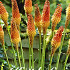 Kniphofia Uvaria 1 I .