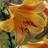 Lilium African Queen x 2 16/18