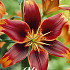 Lilium Forever Susan x 2 16/18