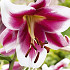 Lilium Friso x 2 16/18