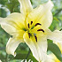 Lilium Late Morning x 2 16/18